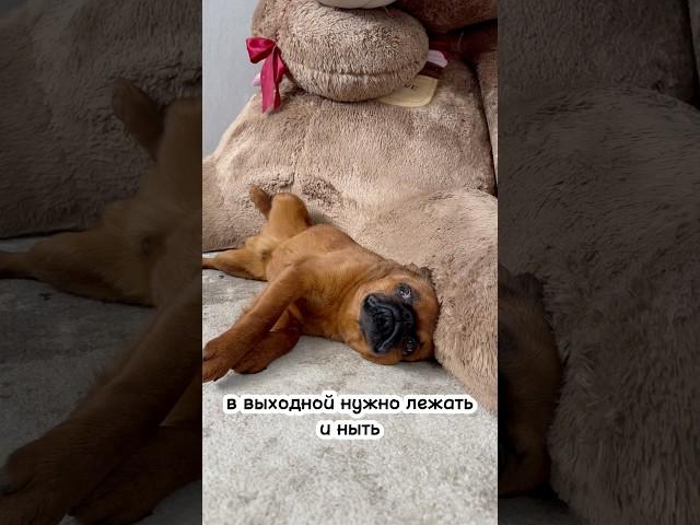 Выходной  #позитив #добро #юмор #собакадруг #шортс #собаки #птибрабансон #видеоприколы #собака