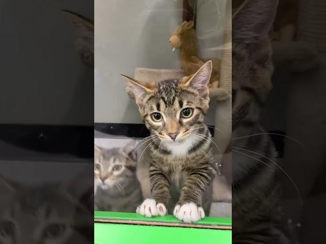 Adorable Kittens Can't Wait to be Adopted!