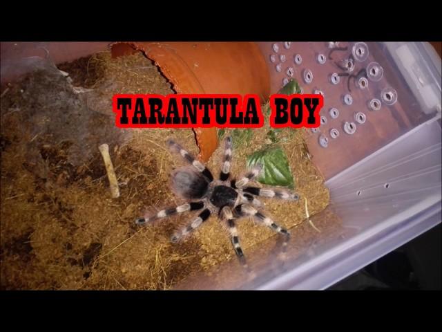 Nhandu coloratovillosus & Pterinochilus murinus feeding#6