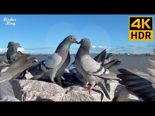 Cat TV for Cats to Watch  Pigeons in love. Party of blackbirds, ducks  8 Hours(4K HDR)