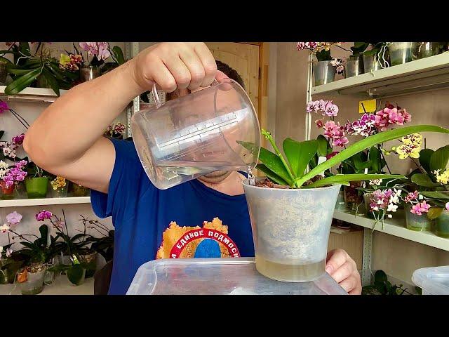 как поливать орхидею правильно  How to water an orchid ВО МХЕ