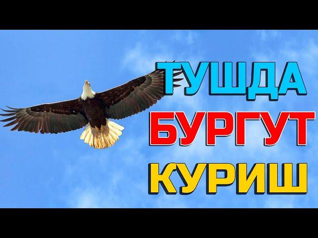 Туш табири - Тушда бургут куриш