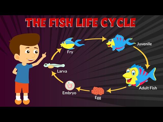 Life Cycle of Fish for Kids - Stages of Fish Life Cycle - Learning Junction #education #video