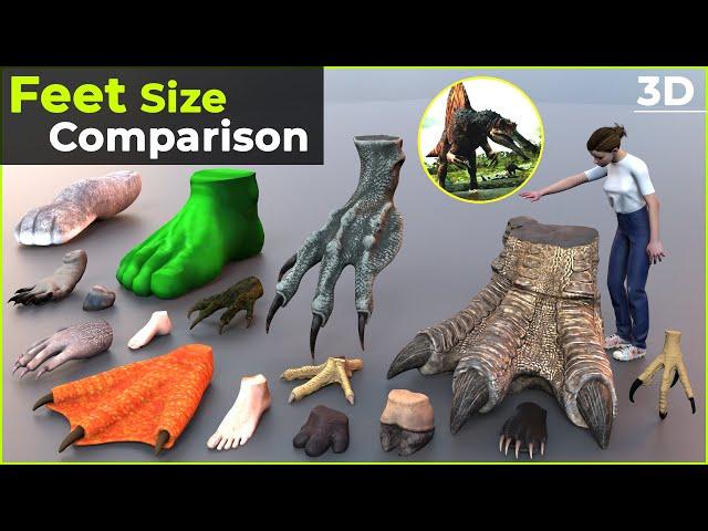 Feets size comparison | Size Comparison | Biggest Feet