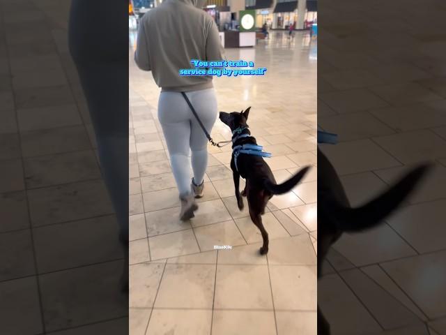 Owner Trained Service Dog #servicedog #assistancedog #ownertrainedservicedog #servicedogintraining