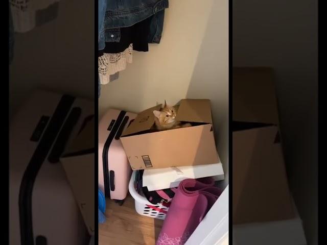 Orange Cat Compilation Doing Crazy Things