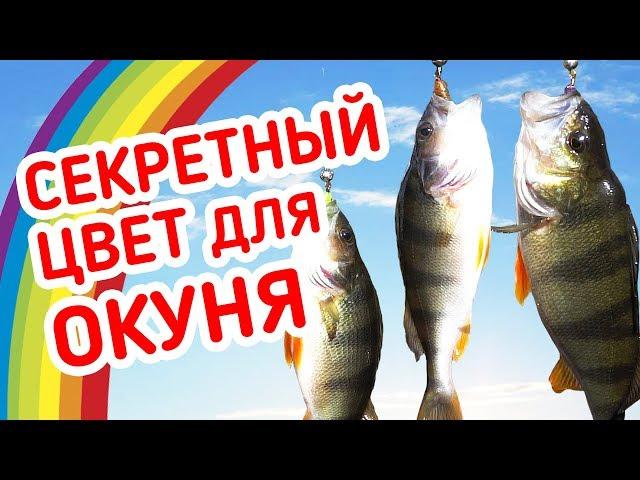 СЕКРЕТНЫЙ цвет приманки на ОКУНЯ! Рыбалка на микроджиг с берега.