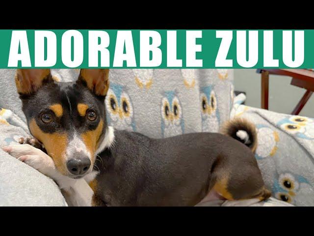 Adorable Basenji Zulu LIVE!