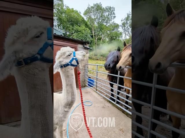Alpaca Spits on Horses and They’re Not Having It 