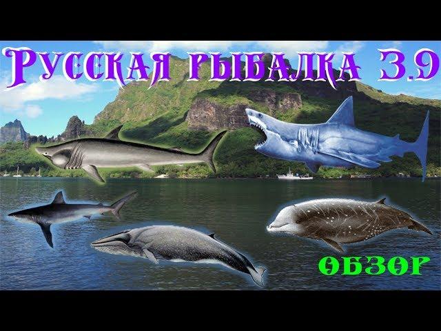 Русская рыбалка 3.9. ОБЗОР. Полинезия. Южный залив.