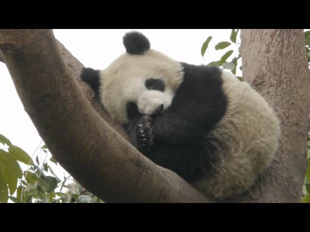 Cute Panda Sleeping