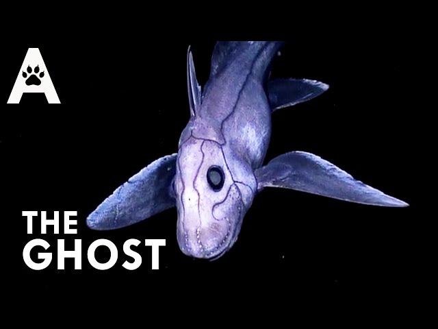 Chimaera: The Deep Sea Phantom