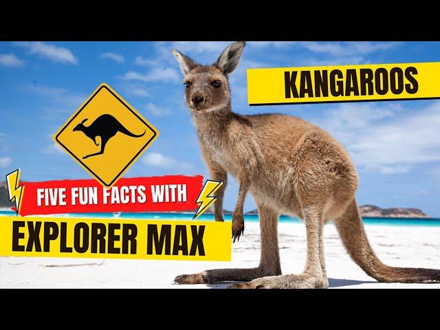 5 FUN FACTS about Kangaroos! #kidslearning #kangaroo #funfacts