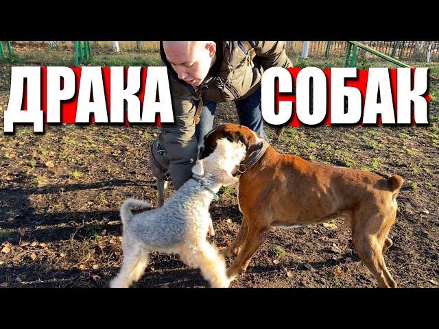 Лейкленд-терьер напал на боксёра. Драка собак