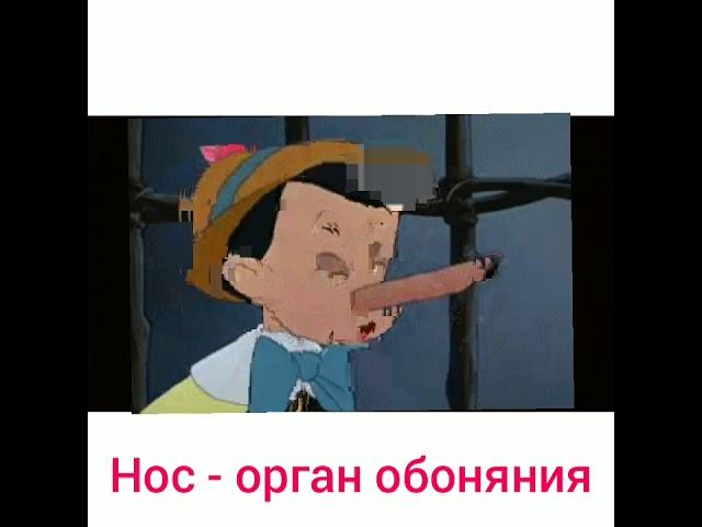 Нос орган обоняния