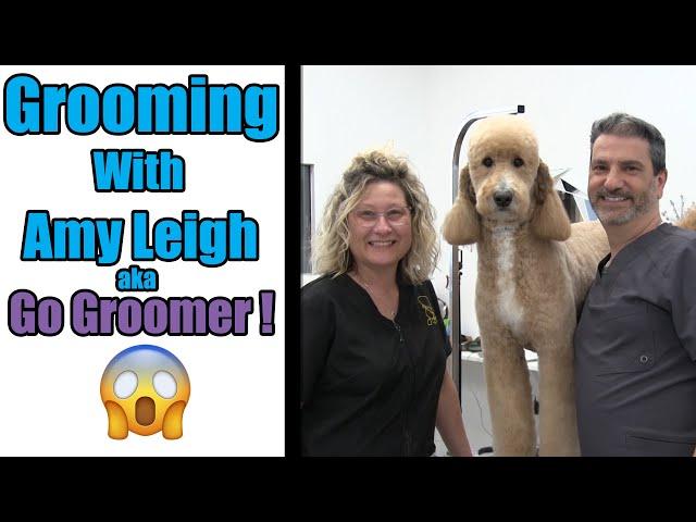 How To Groom A Goldendoodle | with Amy Leigh aka Go Groomer !