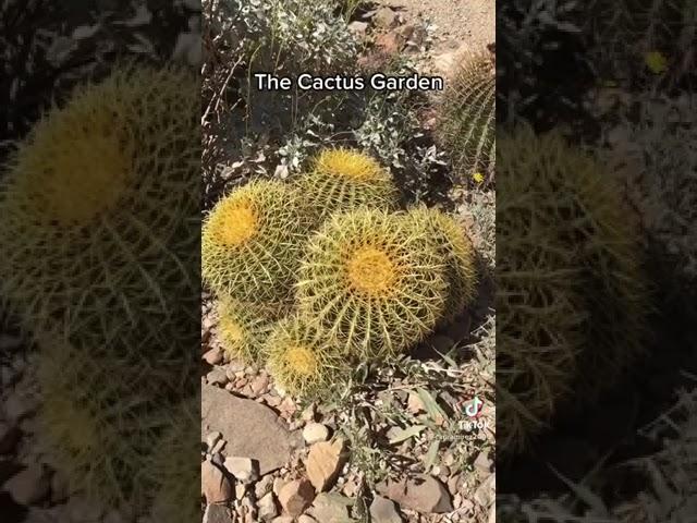 The Cactus garden at the Arizona-Sonora Desert Museum.