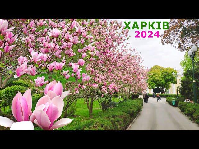 INCREDIBLE BEAUTY OF NATURE IN KHARKIV. CHERRY AND MAGNOLIAS ARE BLOOMING. Central Park. April 2024