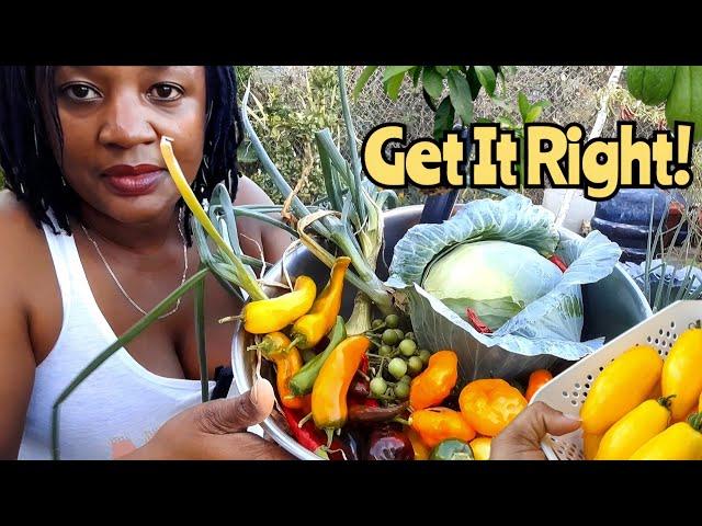 Get It Right This Year! Grow Your Own Organic Groceries! Beautiful Vegetable Harvest!