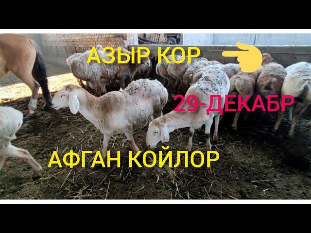 АРАШАН ЭМЕС ГИССАР ЭМЕС АФГАН КОЙЛОР САТЫЛАТ 20 БАШ