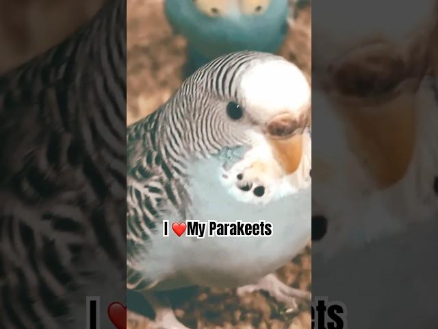 Why My Parakeets Are Better Than Your Dog