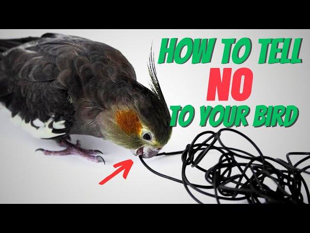 Is Your Bird Misbehaving? Try This NOW!