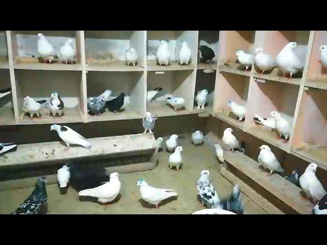 Голуби Виктора. Бойные Высоколётные Голуби. город Армавир. Victor's pigeons