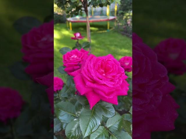 Роза Хайматмелоди. Мелодии Родины. #иринанаумова #розывсаду #розыиринынаумовой #розахайматмелоди