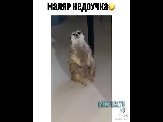 Суслик недоучка | приколы @memelix.tv | Тик Ток #Shorts