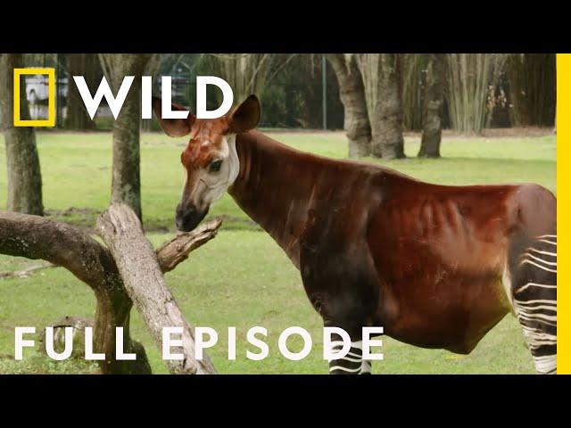 A Pregnant Okapi Gives Birth at Animal Kingdom (Full Episode) | Magic of Disney's Animal Kingdom