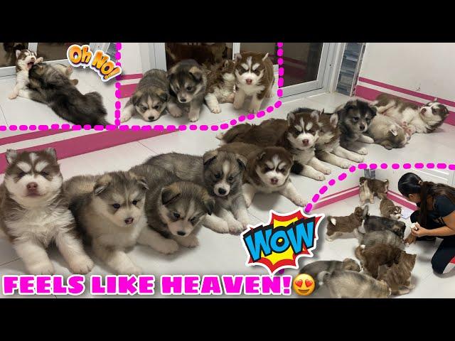 10 Puppies In 1 Room CHALLENGE! | NAGKAGULO NA! | VLOGMAS ‘22 DAY 3 | Husky Pack TV