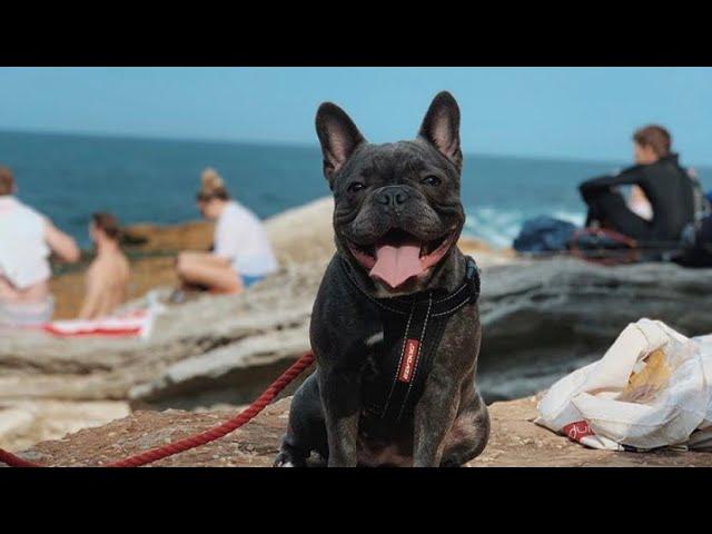 French Bulldogs Funny Moments & Fails Compilation #19 французский бульдог приколы