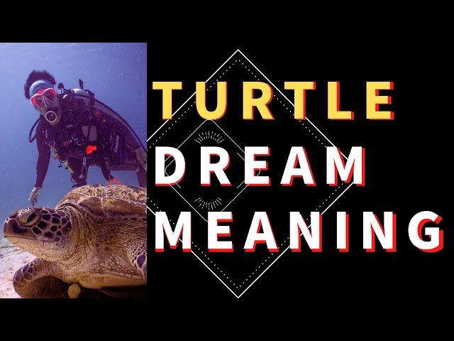 Dream about Turtle: Decoding the Meaning of Turtle Dreams: Turtle Dreams Interpretation