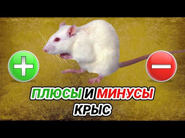 Домашние крысы - плюсы и минусы. Крысы как домашние животные