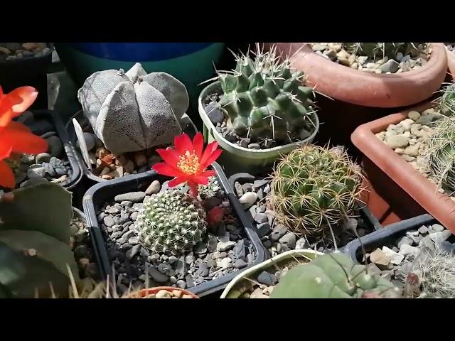 Моя коллекция кактусов июнь 2022 #кактусы #cactus