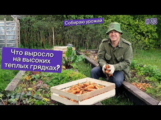 Собираю урожай. Что выросло на высоких теплых грядках?