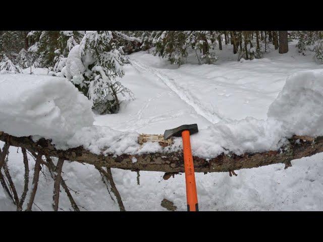 Cut old pine log with a chopper: first cut