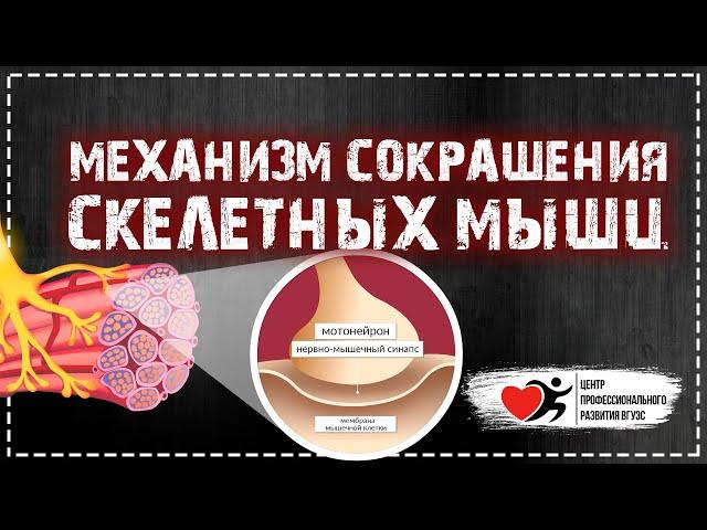 Механизм сокращения скелетных мышц | ФИЗИОЛОГИЯ