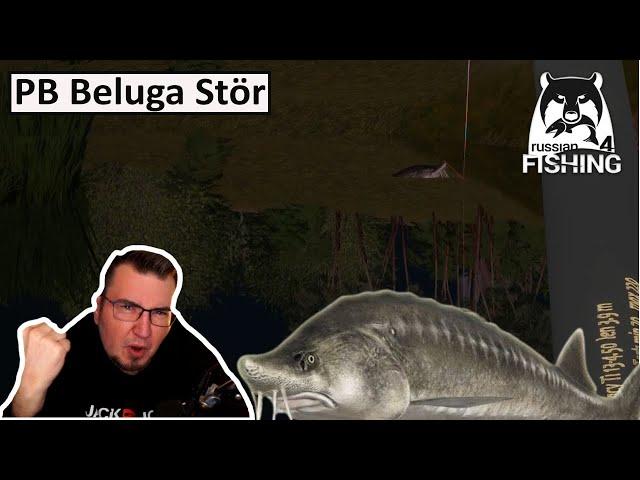 Mein Neuer PB Beluga Stör Achtuba - Ganzer Drill | Russian Fishing 4 | Deutsch | UwF