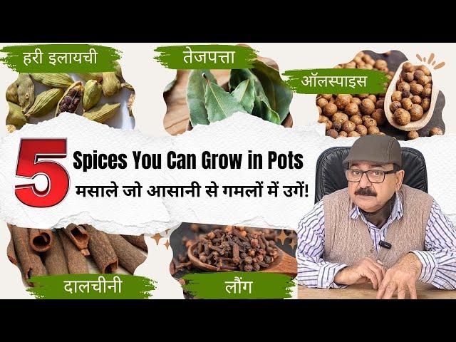 Must plant these 5 spice plants in your garden. Spices you can grow in pots at home!