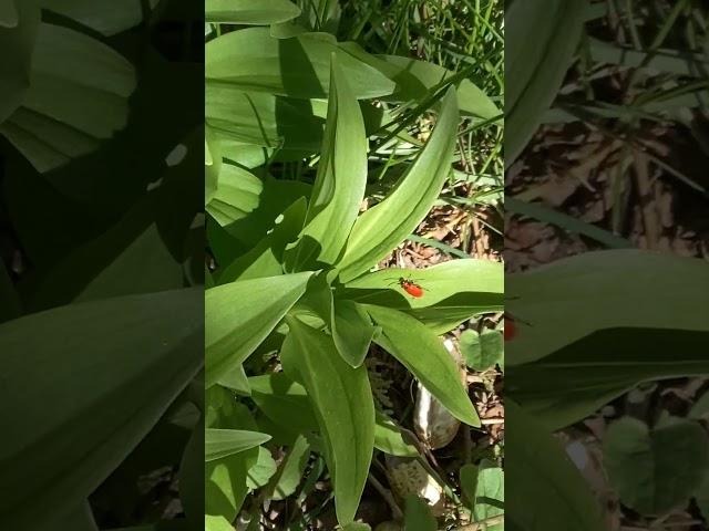 The #lily #beetles begin their #attack #garden