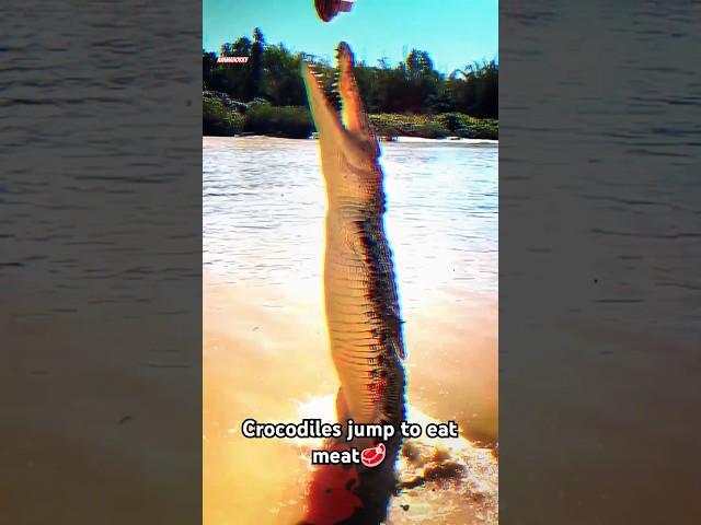 hungry crocodile #viralshorts #tranding #animals #wildlife #wildanimals #phonkmusic #crocodile