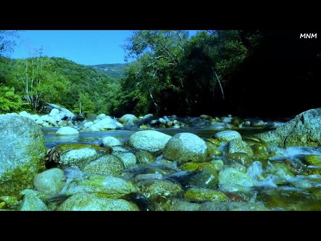 Birds Chirping in the Mountains, Calming Stream Flowing Over Stones, ASMR