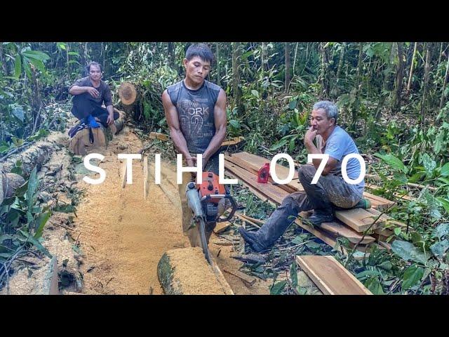 @OpaLexi DAN CREWNYA LAGI GESEK KAYU DAMAR DAN MATOA || STIHL MS 070