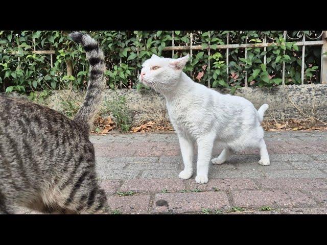 Angry White Cat.