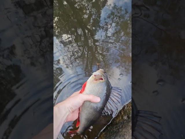 Redfern                                                     #foryou #fyp #fishing #fish #redfern