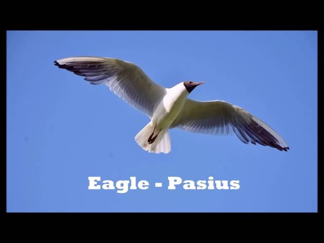 Eagle - Pasius