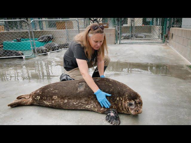 Marine Mammal Care Center's Behind The Scenes Film