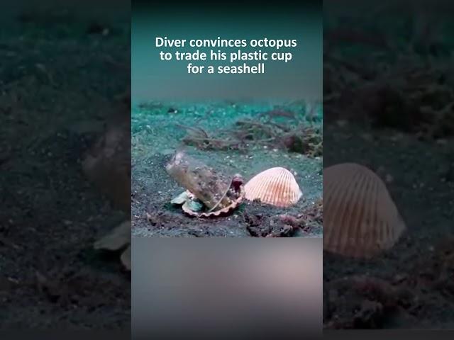 Diver convinces octopus to trade his plastic cup for a seashell