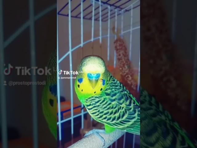 Жрём абы што и как попало!